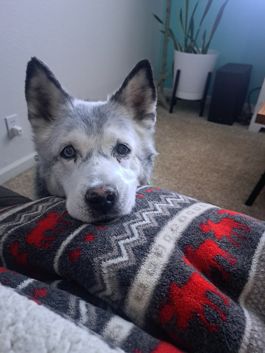 Cute Siberian Husky named Loki