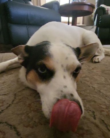 Cute 1/4 Chihuahua 3/4 Queensland healer named Billy