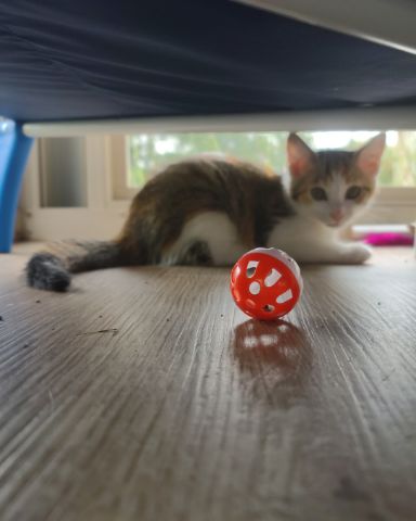 Cute Tabby and calico named runt , abbey jr. ,and peanut butter cup