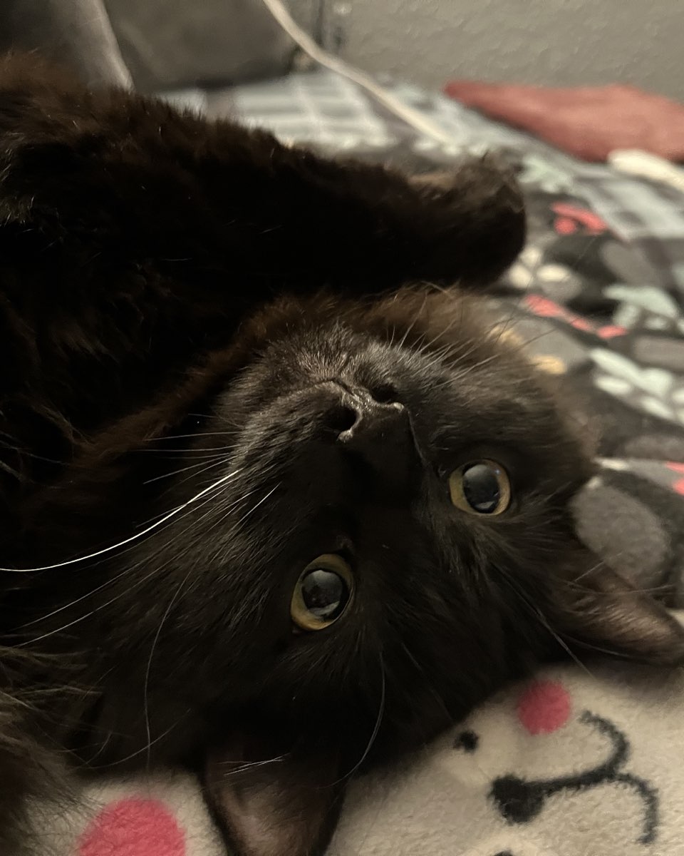 Cute Norwegian Forest Cat named Ollie