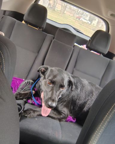 Cute black Lab named Titan
