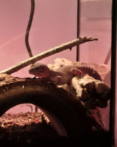 Cute blizzard lepord gecko named crystal