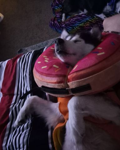 Cute Husky/wolf named Tasha