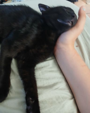 Cute Shorthair Burmese cross named Enderchest