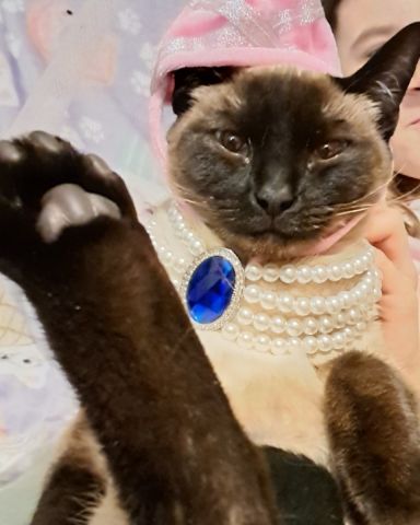 Cute Siamese named Luna🌙💫 (twin of Stella)