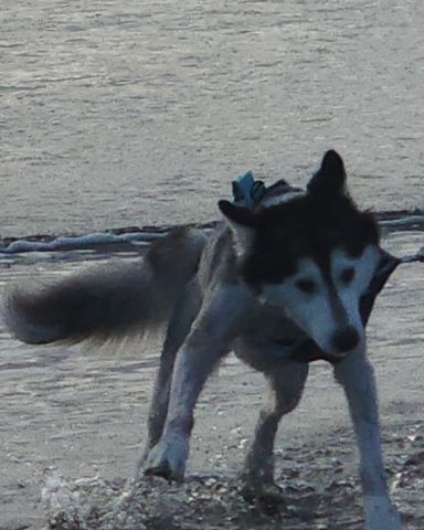 Cute Husky/wolf named Tasha