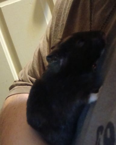 Cute black bear hamster named dean