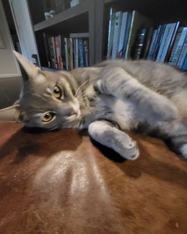 Cute Tabby named Jack