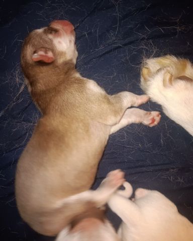 Cute Siberian Husky and German Shepard mix named Puppies