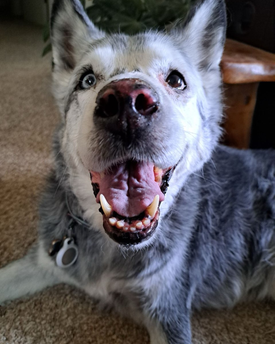 Cute Husky Mix named Loki