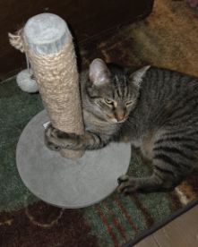 Cute Tabby named Yoshi