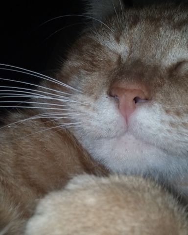 Cute cat named Pumpkin