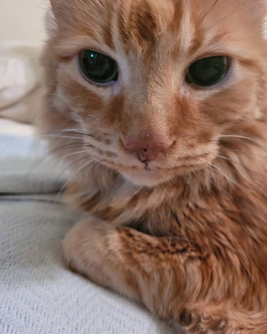 Cute Main Coon named Baylor Abbott