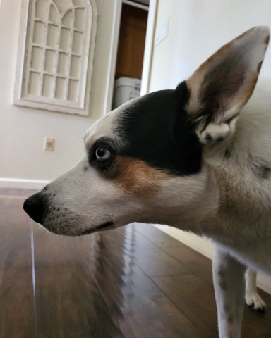 Cute 1/4 Chihuahua 3/4 Queensland healer named Billy