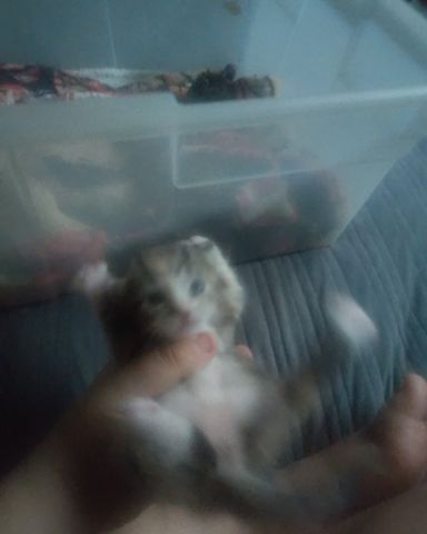 Cute tabby named China