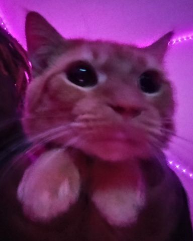 Cute Orange named Butter