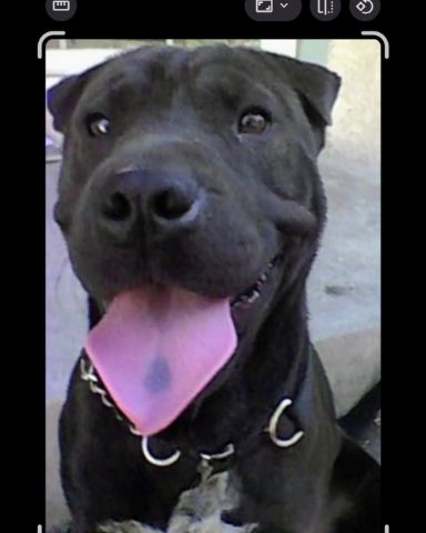 Cute shar pei  pitbull mix named Purty Panda