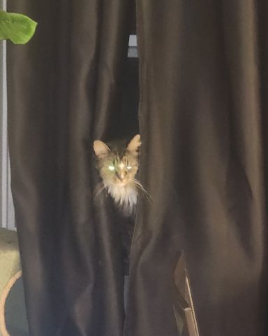 Cute cat named Jordan