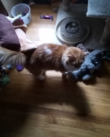 Cute cat named Lucky