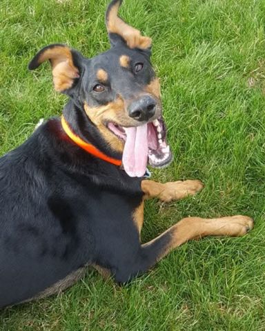 Cute Doberman Pinscher/Australian Shepherd named Dunn