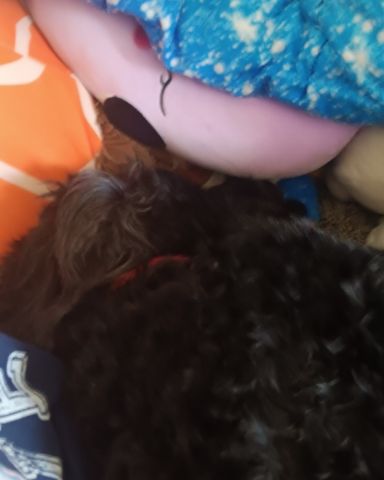 Cute woodle named oreo