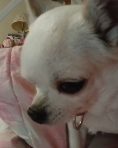 Cute chuwawa named peanut