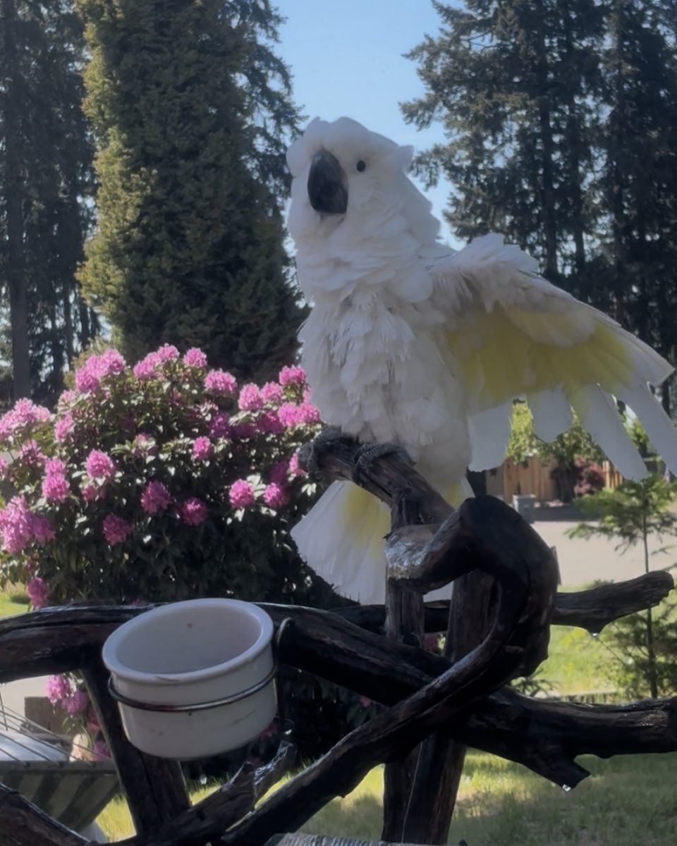 Cute Umbrella Cockatoo named Amira