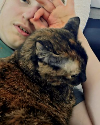Cute cat named Sage