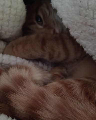 Cute Ginger named Pumpkin