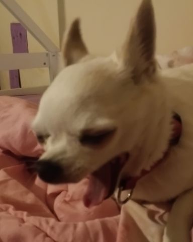 Cute chuwawa named peanut