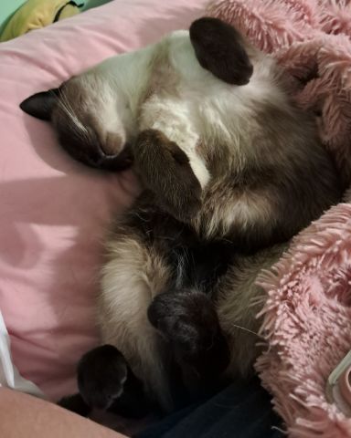 Cute Siamese named Luna🌙💫 (twin of Stella)