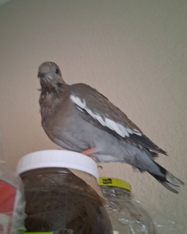 Cute white tipped dove named Derek
