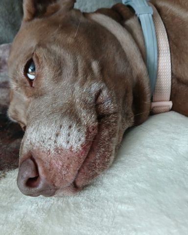 Cute dog named Annabelle