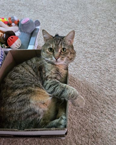 Cute cat named Lucy