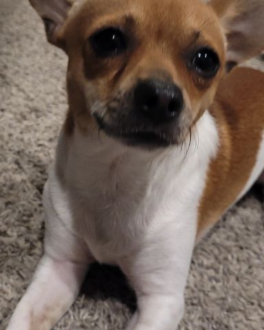 Cute Toy Fox Retriver named Kokito