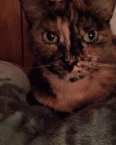 Cute cat named Gizmo