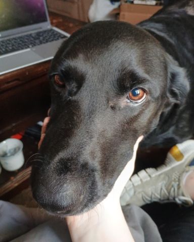 Cute black Lab German Shepherd mix named Titan