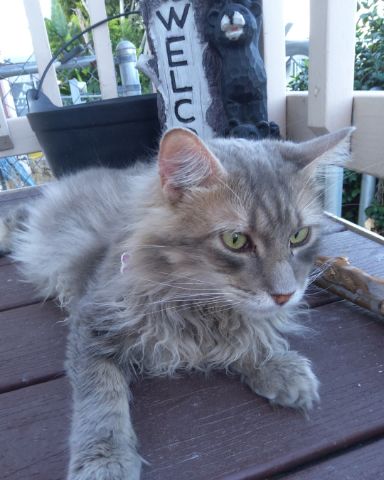 Cute cat named Logan