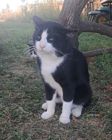 Cute Bobtail named Bear