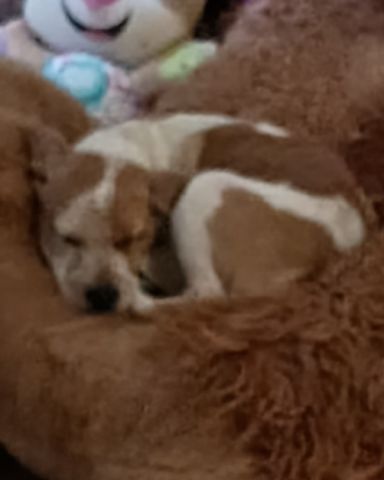 Cute dog named Jac