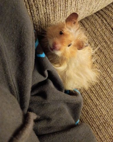 Cute golden hamster named Alex