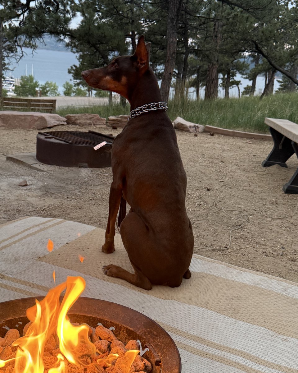 Cute dog named Bronco