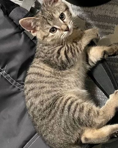Cute cat named warrior