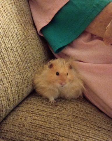 Cute golden hamster named Alex