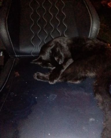 Cute black cat named Binks