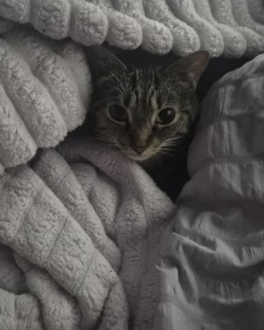 Cute tabby named Peewee