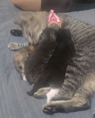 Cute tabby named China