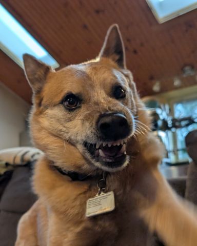 Cute Australian Cattle Dog named Sage