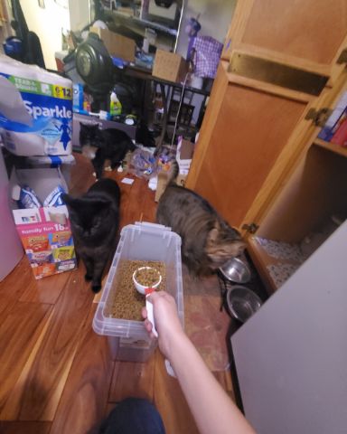 Cute brown and black tabby cat named Leia Marie Johnson😊