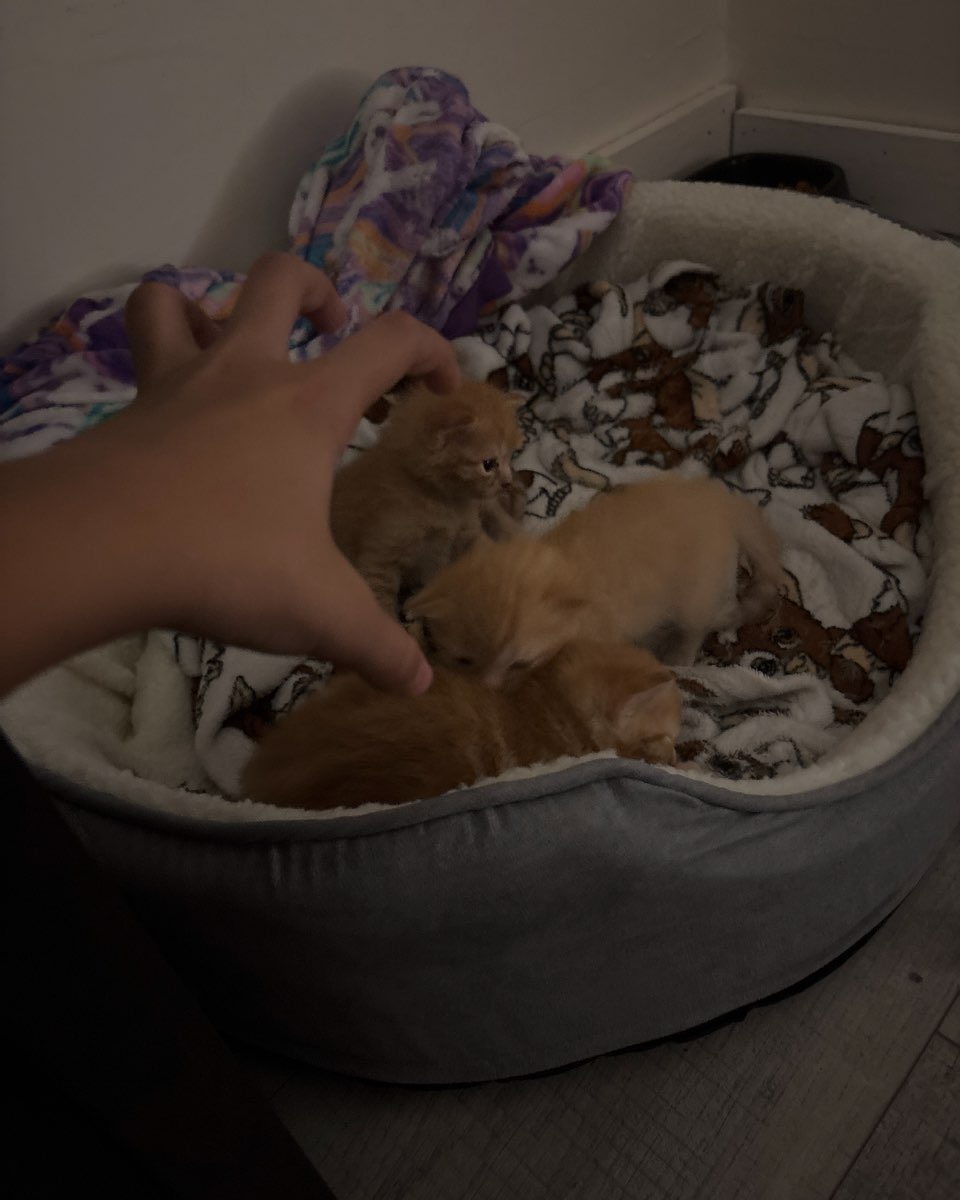 Cute cat named Roxy,nacho,noodle,sunny